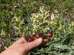 Oxytropis sericea speciosa
