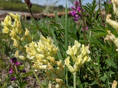Oxytropis sericea speciosa