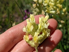 Oxytropis sericea speciosa
