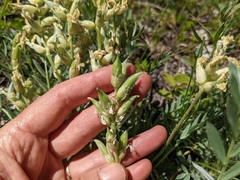 Oxytropis sericea speciosa