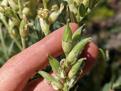 Oxytropis sericea speciosa