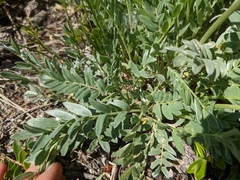 Oxytropis sericea speciosa