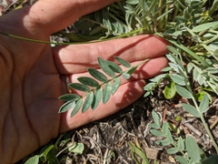 Oxytropis sericea speciosa