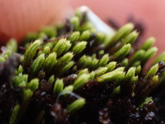 Conostomum tetragonum