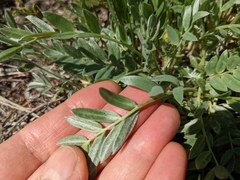 Oxytropis sericea speciosa