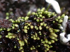 Conostomum tetragonum