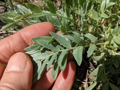 Oxytropis sericea speciosa