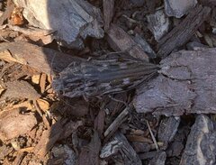 Chalcophora angulicollis