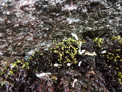 Conostomum tetragonum