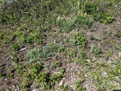 Oxytropis sericea speciosa