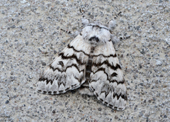 Panthea virginarius