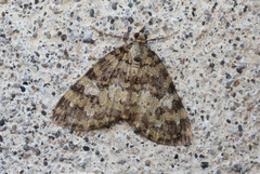 Hydriomena speciosata