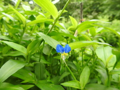 Commelina communis