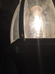 Latrodectus geometricus