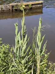 Sonchus palustris