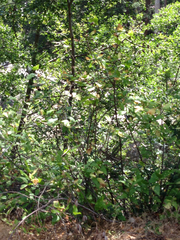 Calycanthus occidentalis