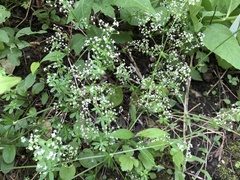 Galium asprellum