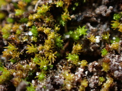 Takakia