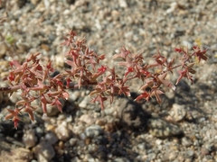 Centrostegia thurberi
