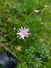 Scorzonera rosea
