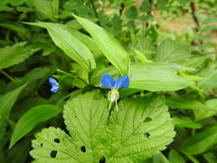 Commelina communis