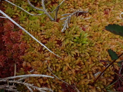 Sphagnum austinii