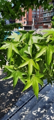 Liquidambar styraciflua