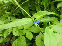 Commelina communis