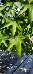 Liquidambar styraciflua