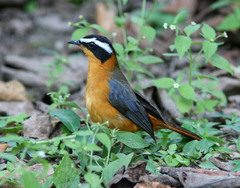 Cossypha semirufa