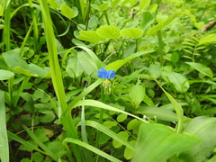 Commelina communis
