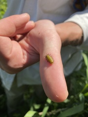 Chelymorpha cassidea