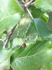 Endomychus coccineus