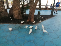 Columba livia domestica