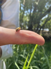 Chelymorpha cassidea