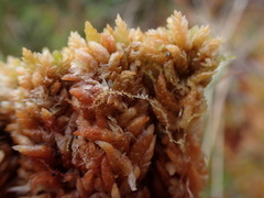 Sphagnum austinii