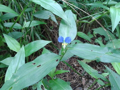 Commelina communis