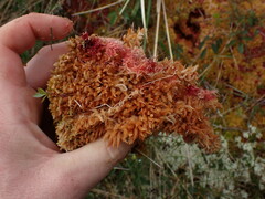 Sphagnum austinii