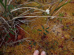 Sphagnum austinii