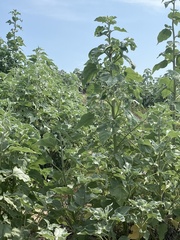 Helianthus argophyllus