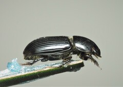 Nialus varians