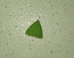 Eulepidotis viridissima