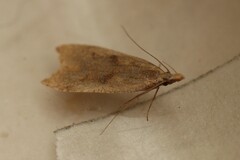 Dichomeris derasella