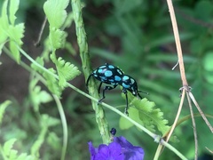 Pachyrhynchus tobafolius
