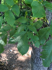 Carya