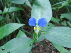 Commelina communis