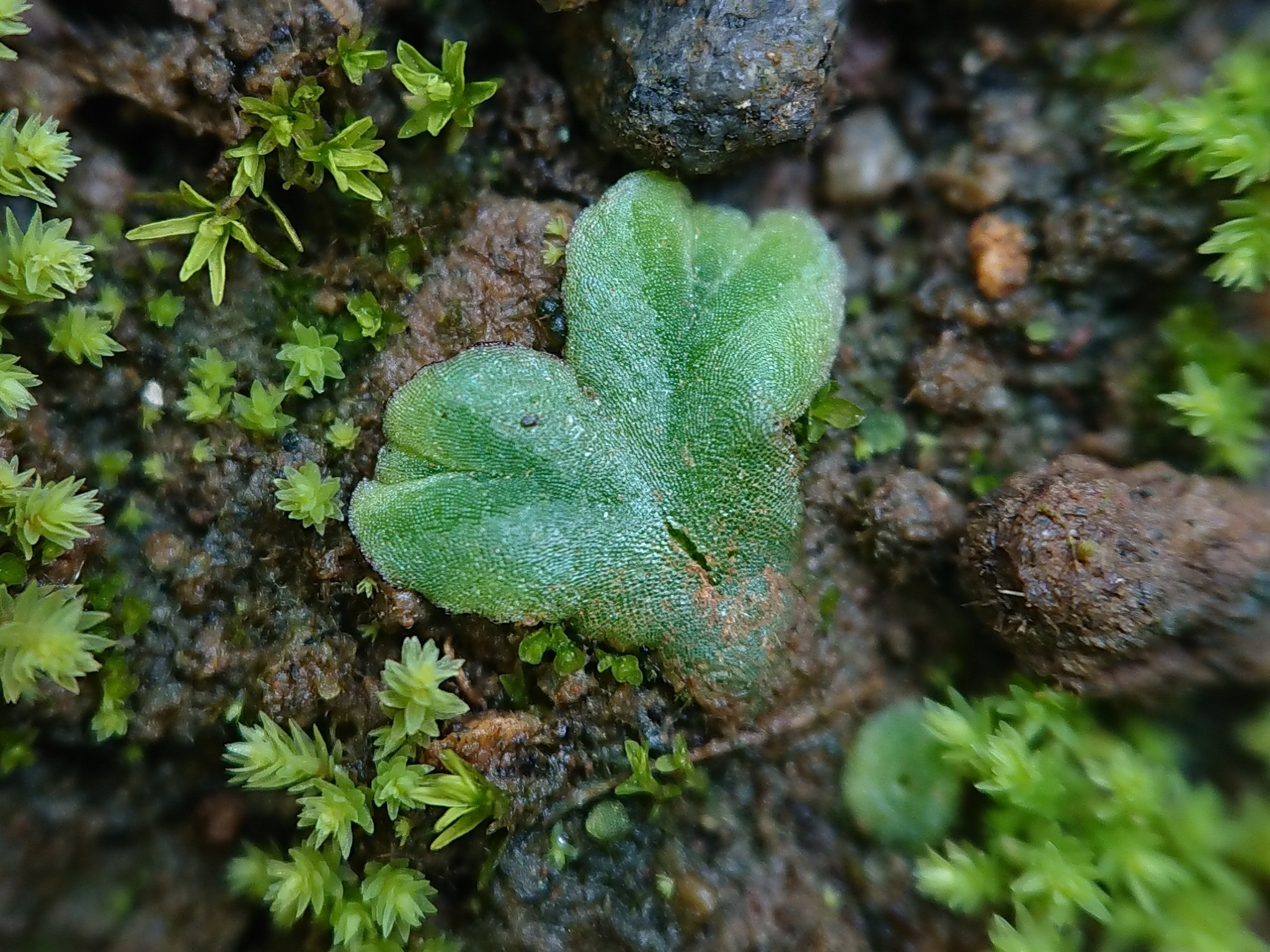 Riccia treubiana