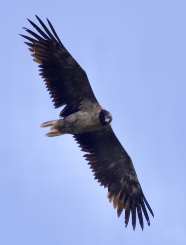 Quebrantahuesos (Gypaetus barbatus)
