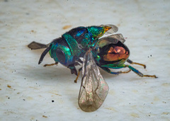 Euperilampus gloriosus