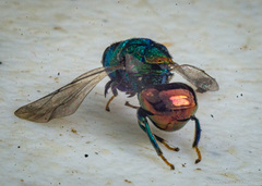 Euperilampus gloriosus